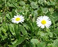 Gänseblümchen