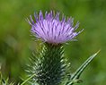 Kratzdistel Unkräuter Rasen