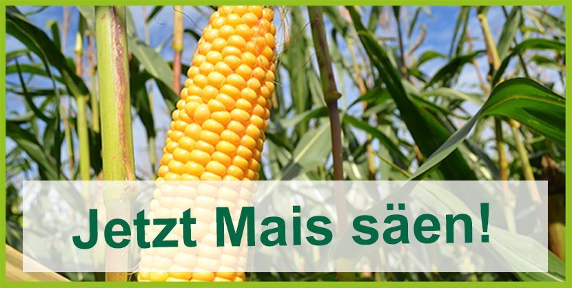 Mais_Jetzt_säen_Startseite Kopie