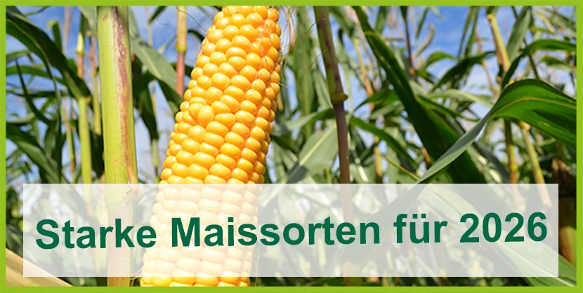 Mais_Startseite_Starke Sorten für 2026_n Kopie